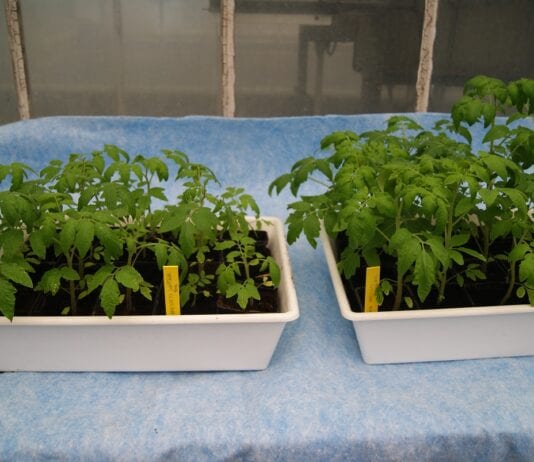 Mikroorganizmy ograniczające rozwój chorób odglebowych  w uprawie pomidora