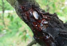 Rak bakteryjny drzew owocowych – liczne infekcje w wielu gatunkach