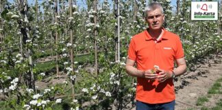 Nawożenie i ochrona grusz w fazie kwitnienia – Komunikat sadowniczy Agrosimex z dnia 13.05.2021