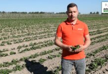 Truskawki okrywane i nieokrywane – zalecenia ochrony i nawożenia – komunikat jagodowy Agrosimex z dnia 12.05.2021r.