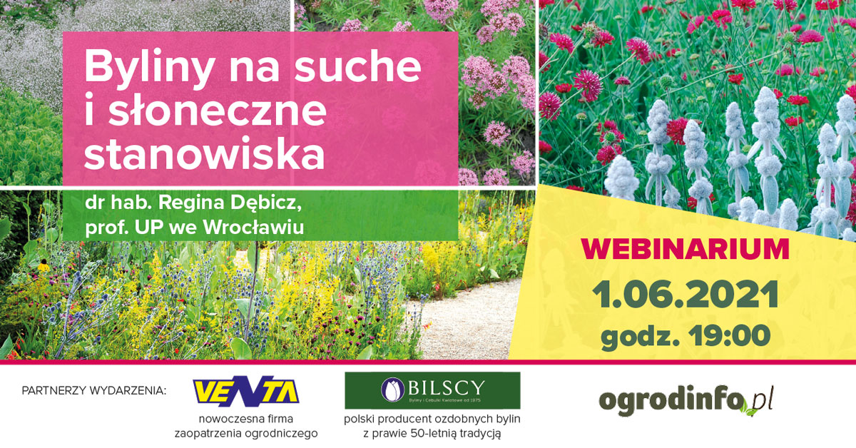 Webinarium Byliny - grafika