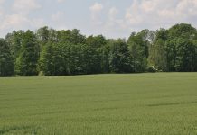Polski Ład dla rolnictwa i rozwoju obszarów wiejskich