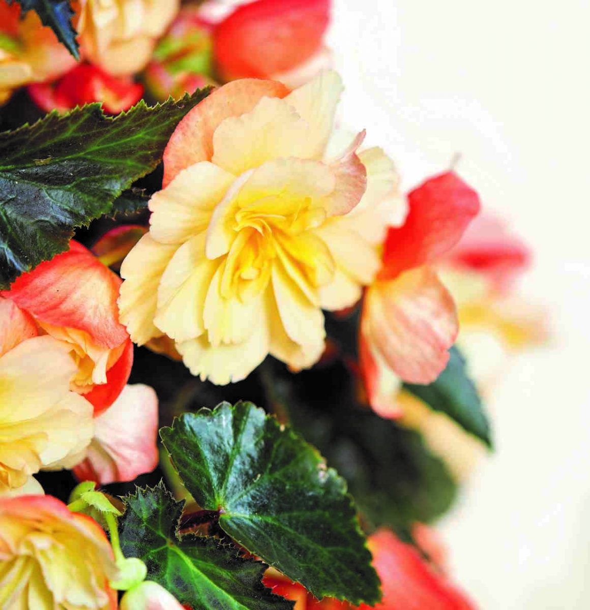 kwiaty begonia I'CONIA Aroma Peach