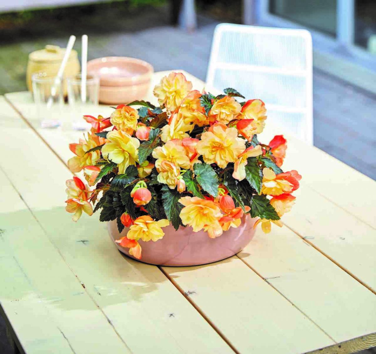 Begonia I'conia Aroma Peach