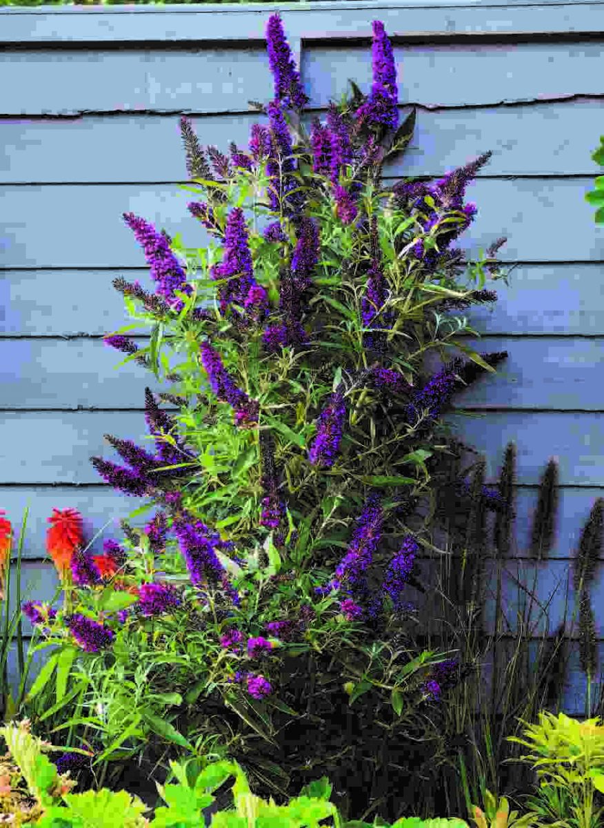  Budleja Davida (Buddleja davidii) BUTTERFLY TOWER ‘Tobud1305’ PBR