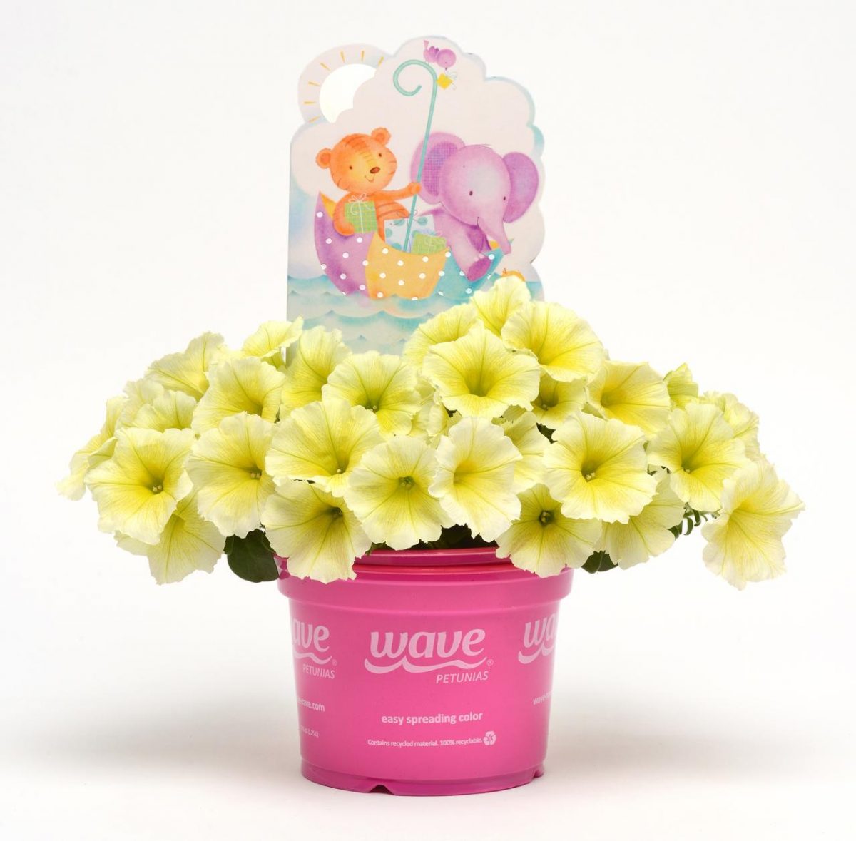 petunia Easy Wave® ‘Yellow’