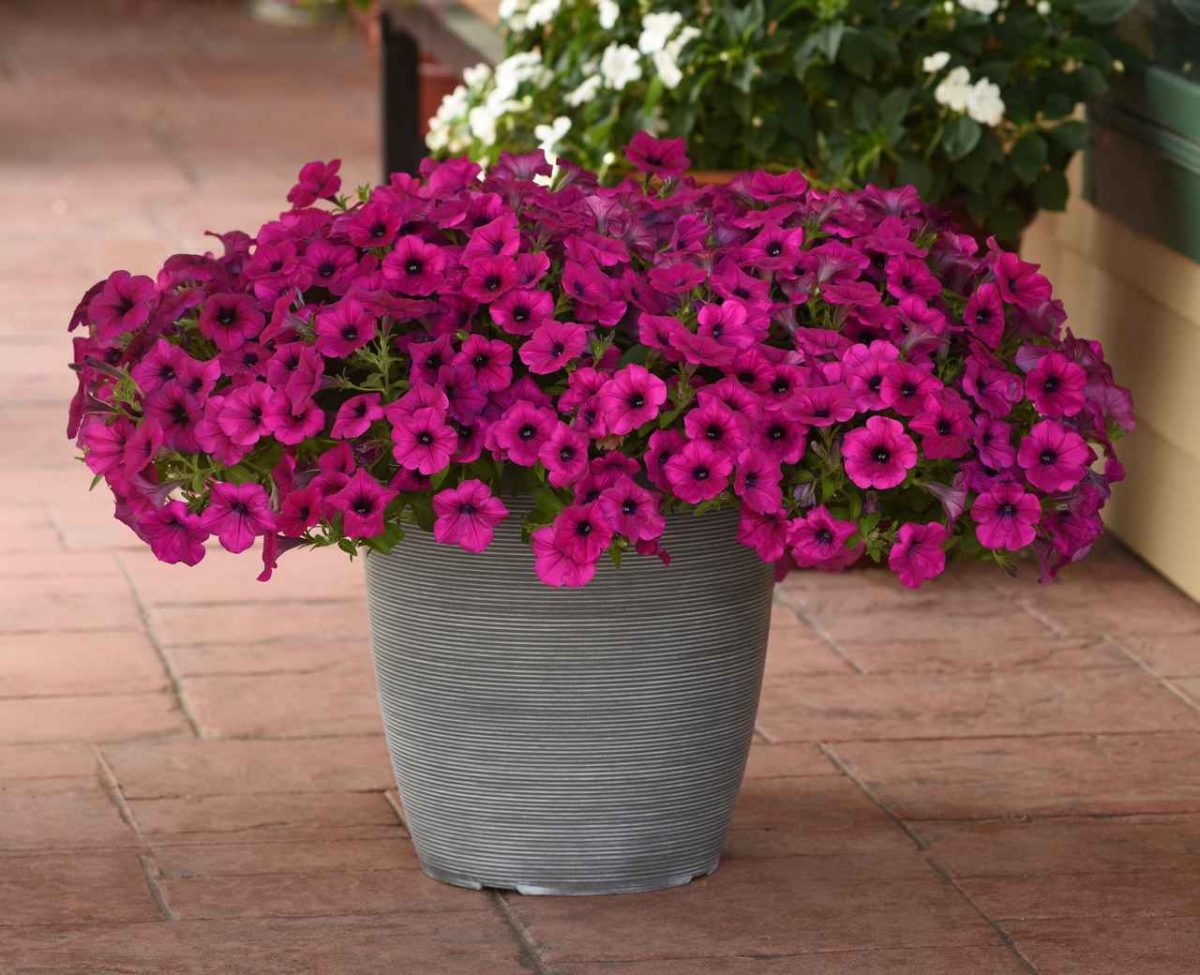 Petunia Wave® ‘Purple Classic’ 