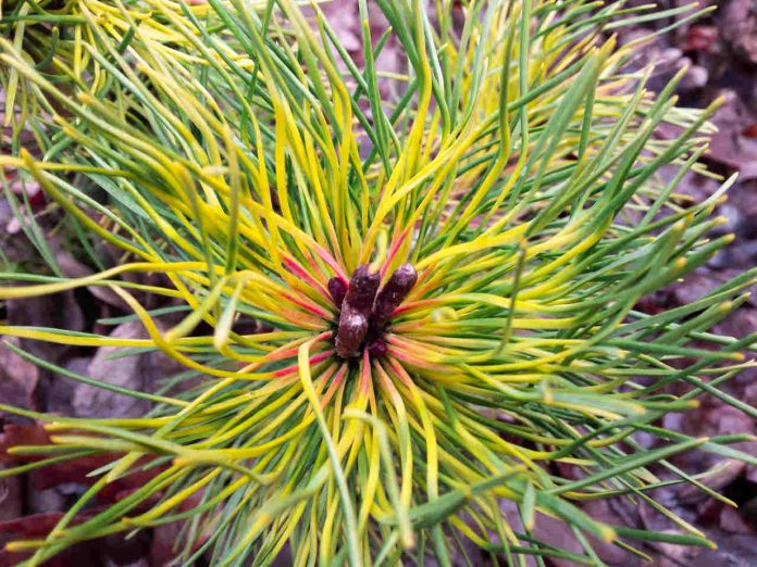 Sosna kosodrzewina (Pinus mugo subsp. uncinata) ‘Tukan’