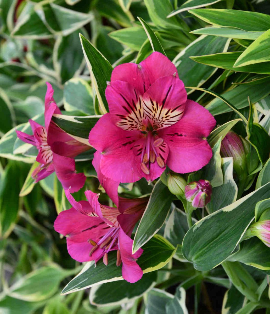  Alstremeria (Alstroemeria) RIVER VALLEY® ‘Tessumriver’ PBR 