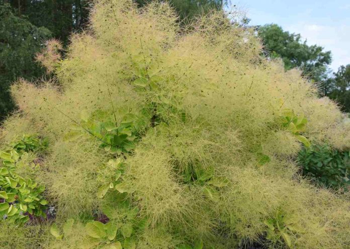 Cotinus_coggygria_'Ancot'.