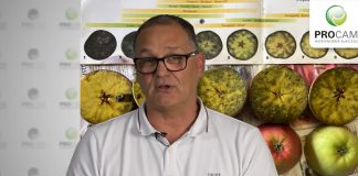 Komunikat sadowniczy i jagodowy PROCAM z 23.09.2021