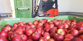 „Przechowalnictwo jabłek. Praktyczny przewodnik” już dostępny!