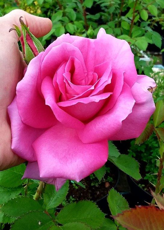 Róża ‘Księżna Izabela’ 