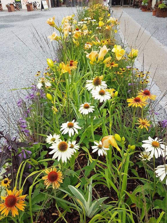 Wielosezonowa rabata w pojemniku – z Echinacea ‘Big Kahuna’ (brzoskwiniowa) i ‘Avalanche’ (biała) oraz rudbekią, liliowcami, trawami palczatką i trzęślicą, fot. H. Grzeszczak-Nowak