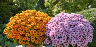 Nowe odmiany doniczkowych chryzantem drobnokwiatowych