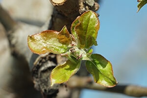 Nawożenie truskawek - Frusto