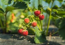 Nawozy dolistne – jakie korzyści uzyskamy stosując je pod uprawy owocowe?