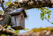 Ekologiczny ogród – jak urządzić ogród przyjazny dzikim zwierzętom?