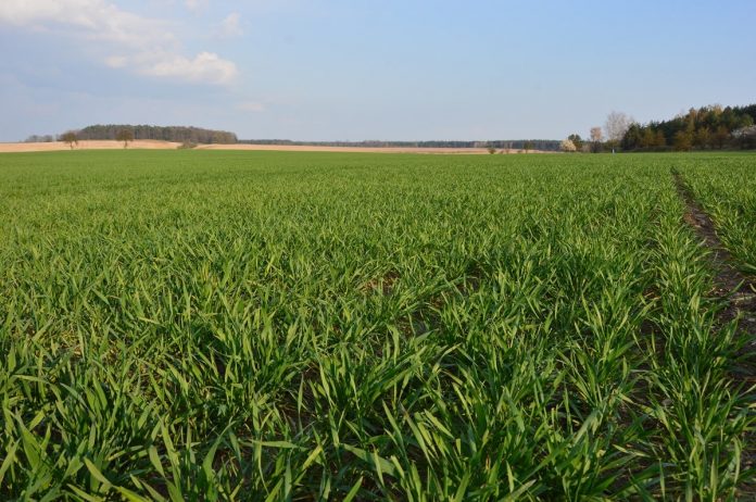 Uprawy Polskie Rolnictwo Ekoschematy