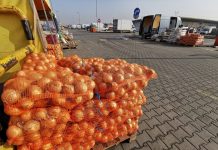 Aktualne ceny warzyw na podwarszawskim rynku hurtowym Bronisze [07.11.2022]