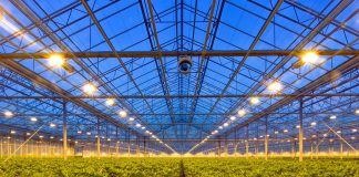 Lampy LED w uprawach szklarniowych