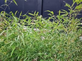 Uprawa i pielęgnacja bambusów w Polsce Bambusy w Polsce