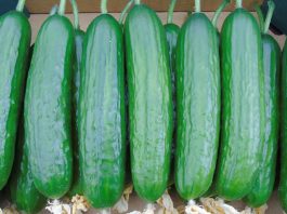 Masowy import ogórka szklarniowego z Rosji Ogórki