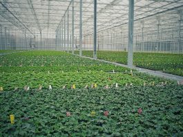 Niższa temperatura w szklarni, a koszty większe? Szklarnia z roślinami ozdobnymi