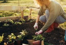 Jak polepszyć jakość ziemi w ogrodzie? O nawożeniu ziemi ogrodowej