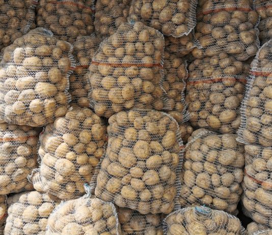 Polskie młode ziemniaki tanieją. Import wciąż obecny na rynku [29.05.2023]