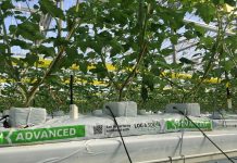 Maty uprawowe Growbag ADVANCED od Klasmann-Deilmann