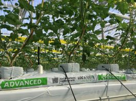 Maty uprawowe Growbag ADVANCED od Klasmann-Deilmann Maty uprawowe do warzyw Klasmann