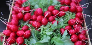 Trudny okres dla producentów rzodkiewki. Jakie ceny na rynku? [04.07.2023]