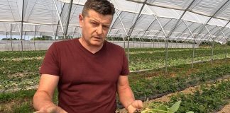 Zbuduj silne i wydajne korzenie w truskawkach – dr Zbigniew Jarosz