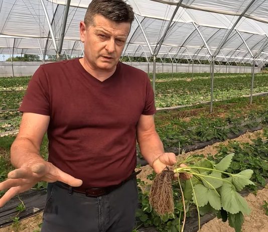 Zbuduj silne i wydajne korzenie w truskawkach – dr Zbigniew Jarosz