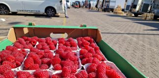 Mniej malin jesiennych niż przed rokiem. Mimo tego ceny skupu nadal są na dnie