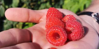 Brak działań na rynku malin spowoduje likwidację wielu plantacji