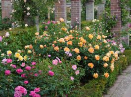 Angielskie róże w polskich ogrodach. Poznajmy ich zalety róże angielskie