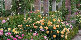 Angielskie róże w polskich ogrodach. Poznajmy ich zalety