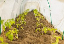 Jak zabezpieczyć rośliny przed niekorzystnymi warunkami atmosferycznymi? Wybierz tunel ogrodowy!