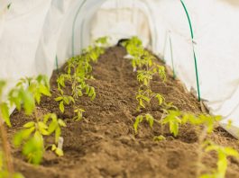 Jak zabezpieczyć rośliny przed niekorzystnymi warunkami atmosferycznymi? Wybierz tunel ogrodowy! Tuner szklarniowy