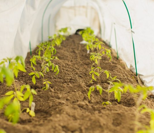 Jak zabezpieczyć rośliny przed niekorzystnymi warunkami atmosferycznymi? Wybierz tunel ogrodowy!