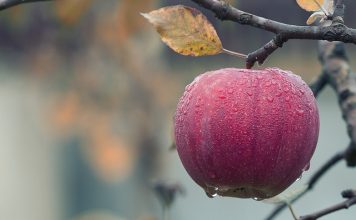 Czy ciągnik może być przydatny w sadzie? Jabłko na drzewie w sadzie