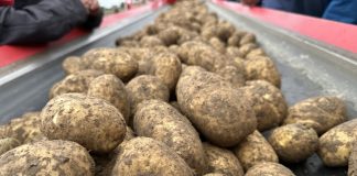 Wzrósł eksport ziemniaków na Ukrainę. Ceny dla polskich producentów wystrzelą w górę?