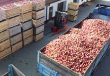 Jabłka przemysłowe: Kontraktacja czy wolna amerykanka? Kolejna debata w Sandomierzu