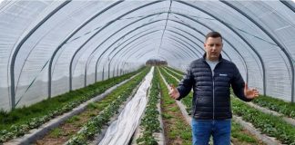 Zabiegi na plantacjach truskawek pod osłonami – Komunikat Jagodowy Agrosimex, 18.03.2024 r.