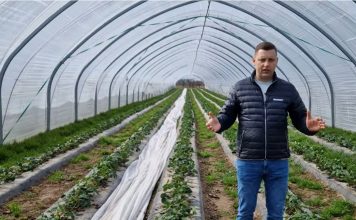 Zabiegi na plantacjach truskawek pod osłonami – Komunikat Jagodowy Agrosimex, 18.03.2024 r. Tomasz Domański w tunelu z uprawą truskawek