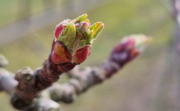 Aktualne zalecenia w ochronie przed parchem jabłoni – 21.03.2024 Parch jabłoni