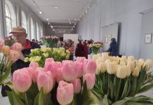 Tulipany – promocja polskiej produkcji na wystawie w Wilanowie