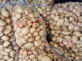 Krajowe, młode ziemniaki już na Broniszach. Sprawdź aktualne ceny ziemniaków 24.04.2024 Polskie młode ziemniaki